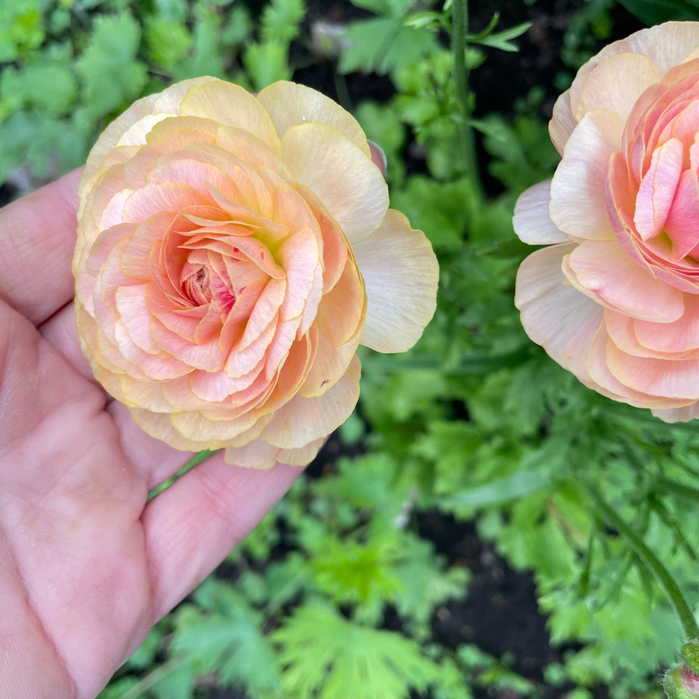 Close-up of Romance Ranunculus flowers, exhibiting their gorgeous layered petals, ideal for bouquet-making. Get your Romance Ranunculus Corms Nohant for sale from The Happy Hour Flowers!