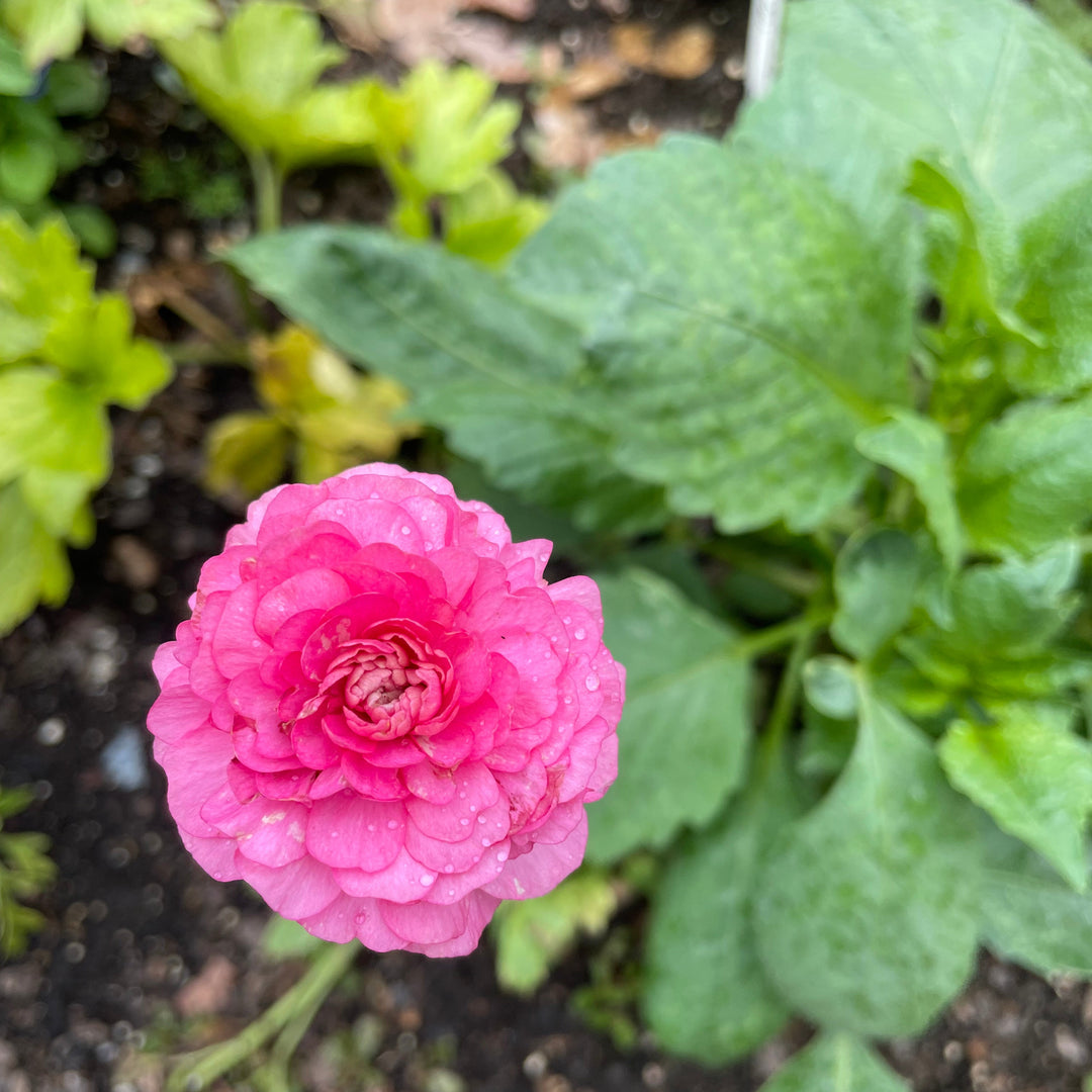 Rose Amandine Ranunculus