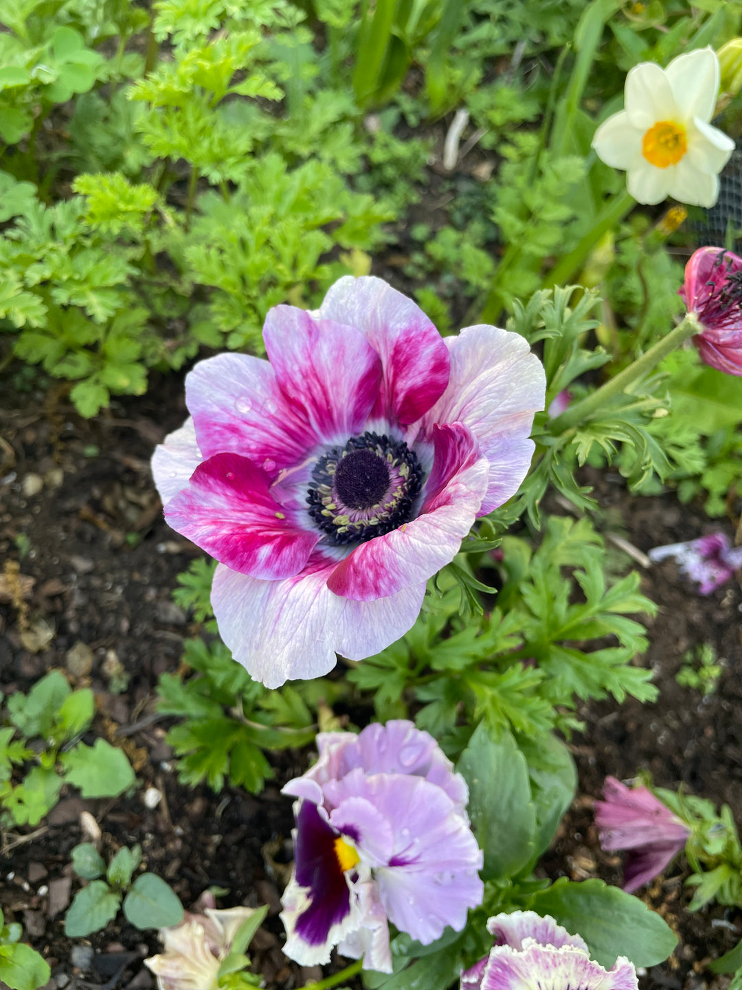 a bunch of flowers that are in the dirt