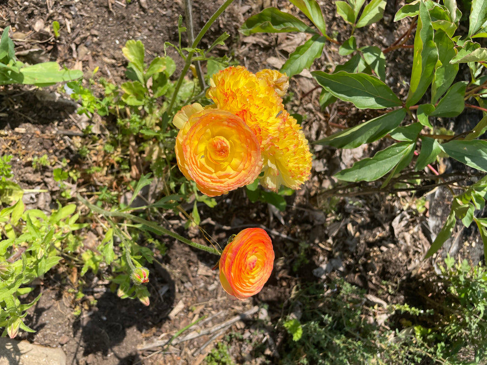 A group of Amandine Ranunculus Corms; Orange Picotee flowers in varying shades of orange and yellow. Perfect for creating stunning arrangements, these ranunculus are a favorite for their unique color and form in a vase.