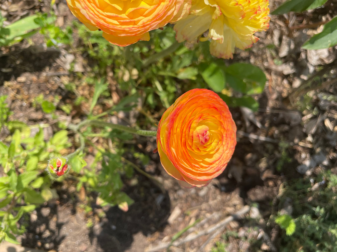Close-up of Amandine Ranunculus Corms; Orange Picotee bloom showcasing vibrant warm orange petals with dark orange and scarlet accents. Ideal for bouquets, these specialty cut flowers add beauty to any vase.