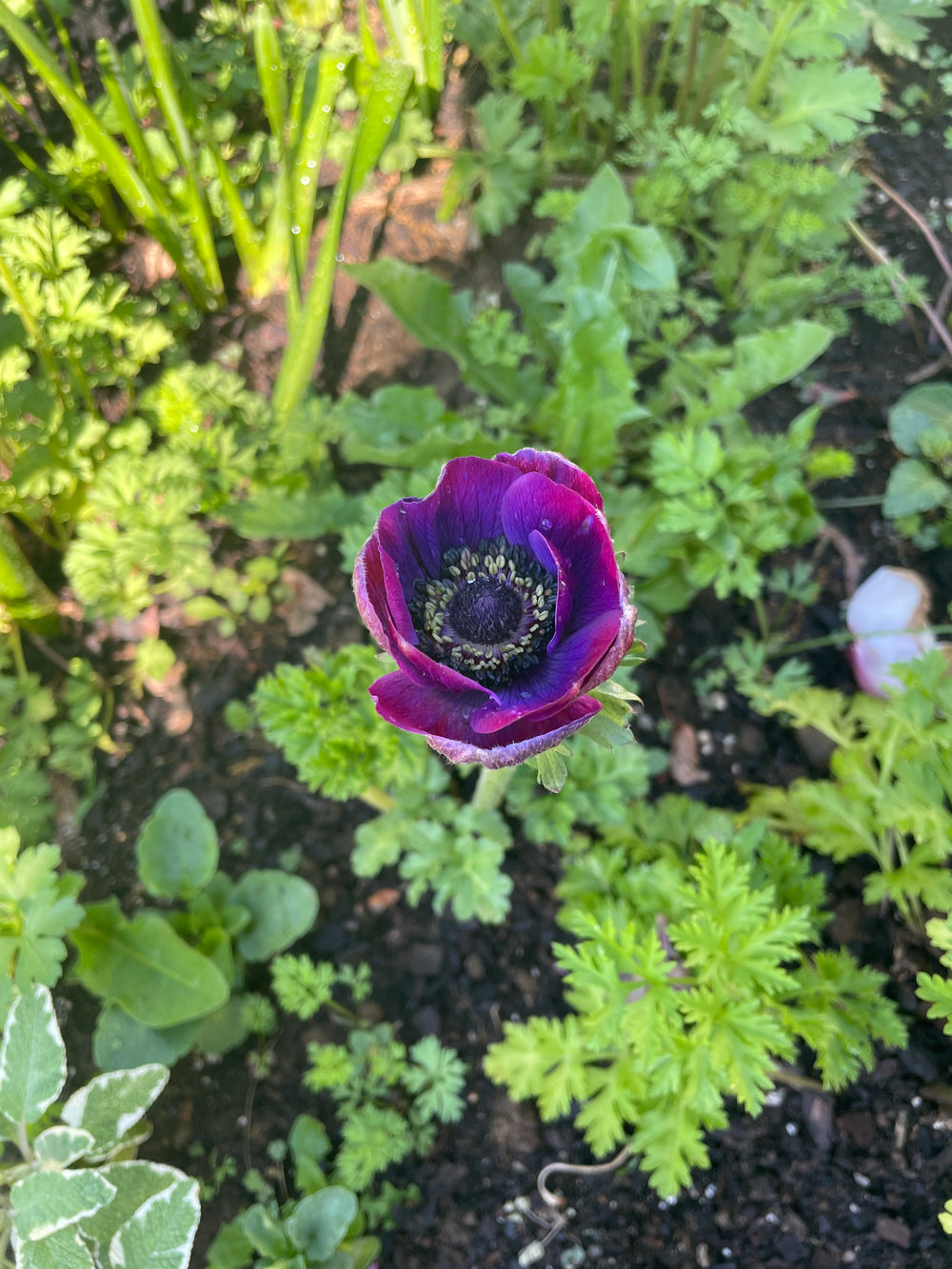a purple flower in the middle of a garden