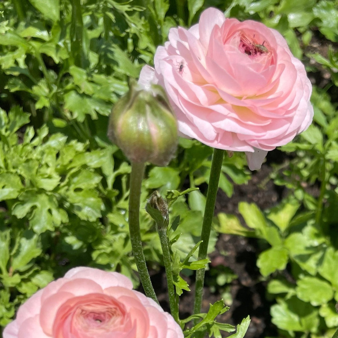 Chamallow Amandine Ranunculus