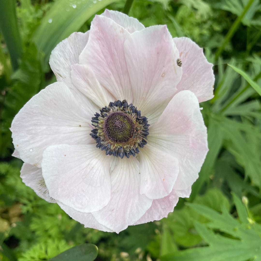 Anemone The Edge Rosa
Mistral Plus