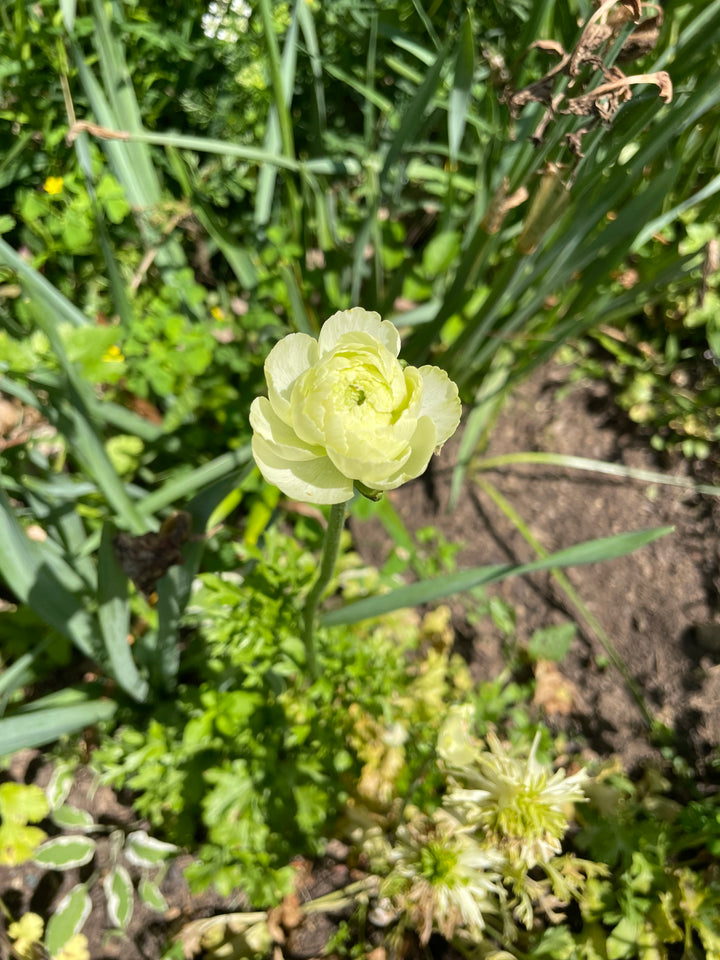 Amandine Ranunculus Corms Cream