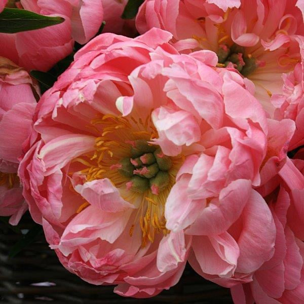 Amazing Coral Peonies Basket