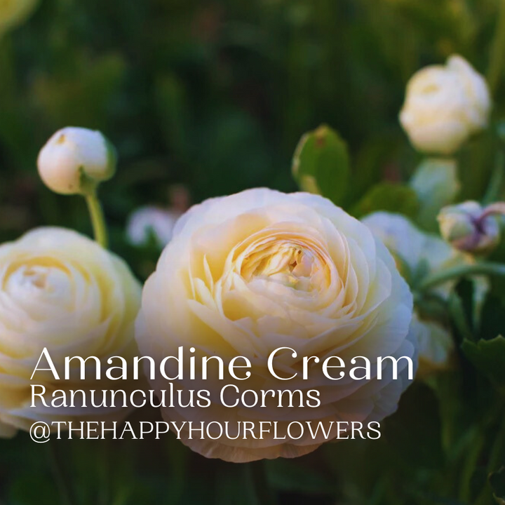 Amandine Ranunculus Corms Cream