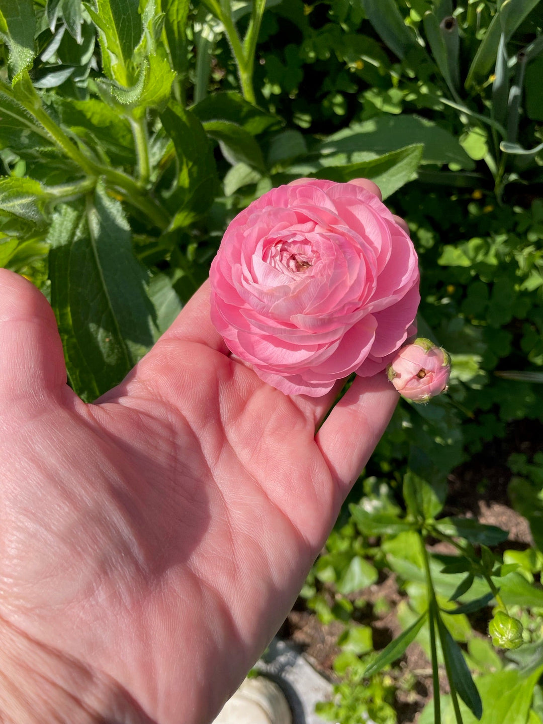 Pink Romance Ranunculus