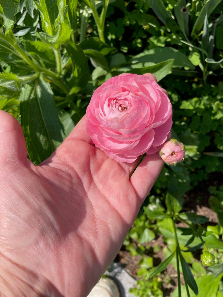 Pink Romance Ranunculus