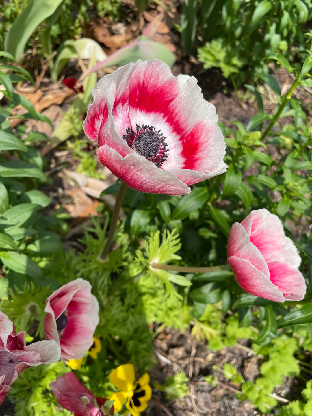 Anemone Mistral Plus Tigre