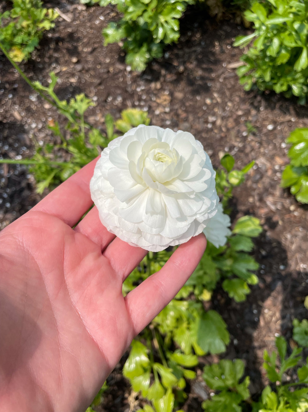 iceberg half clone white ranunculus