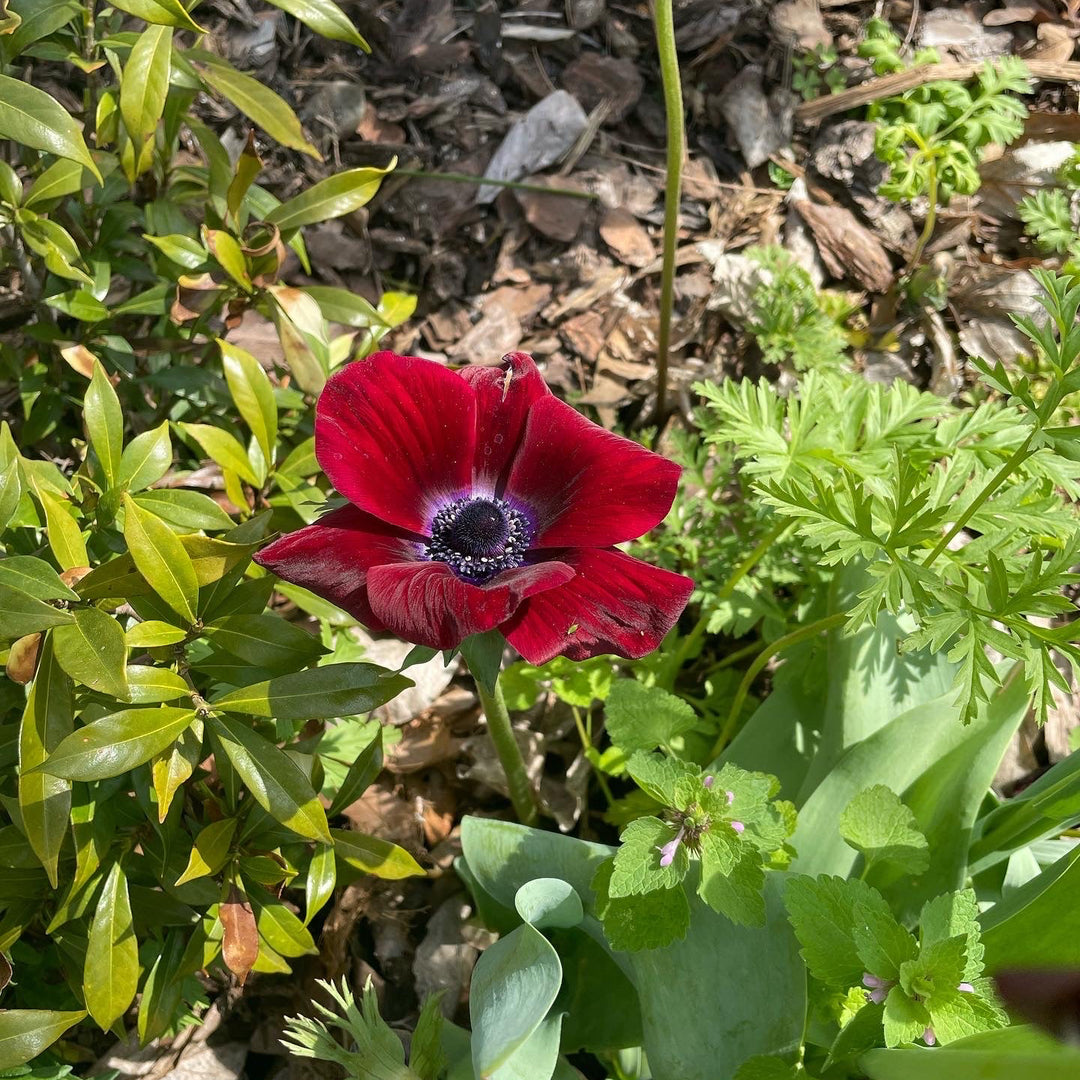 Bordeaux mistral plus anemone flower