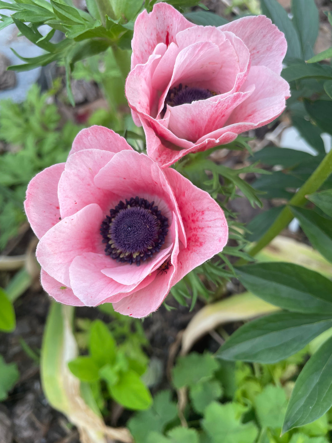 Rosa Chiaro Pink Anemone