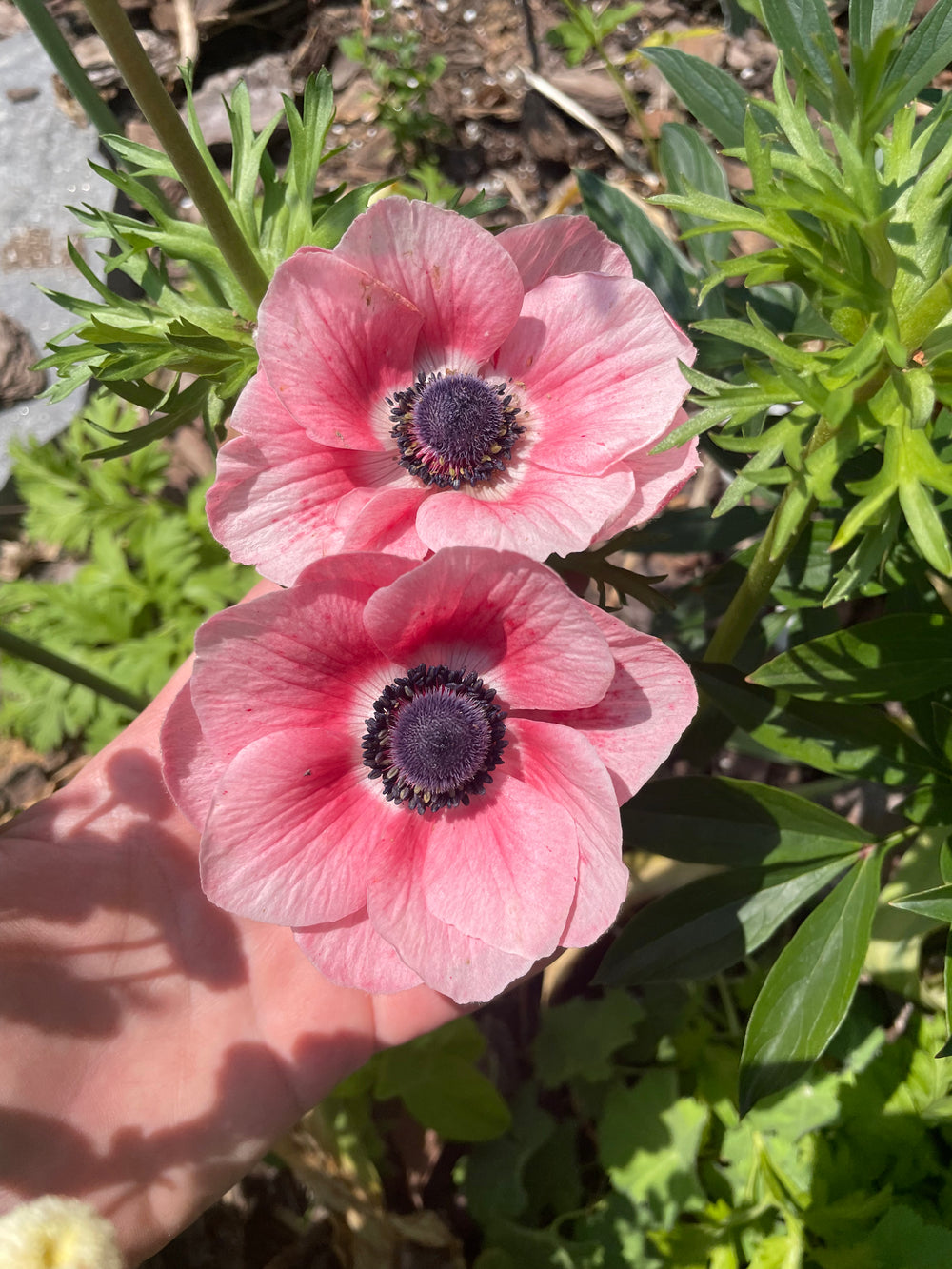 Rosa Chiaro Pink Anemone