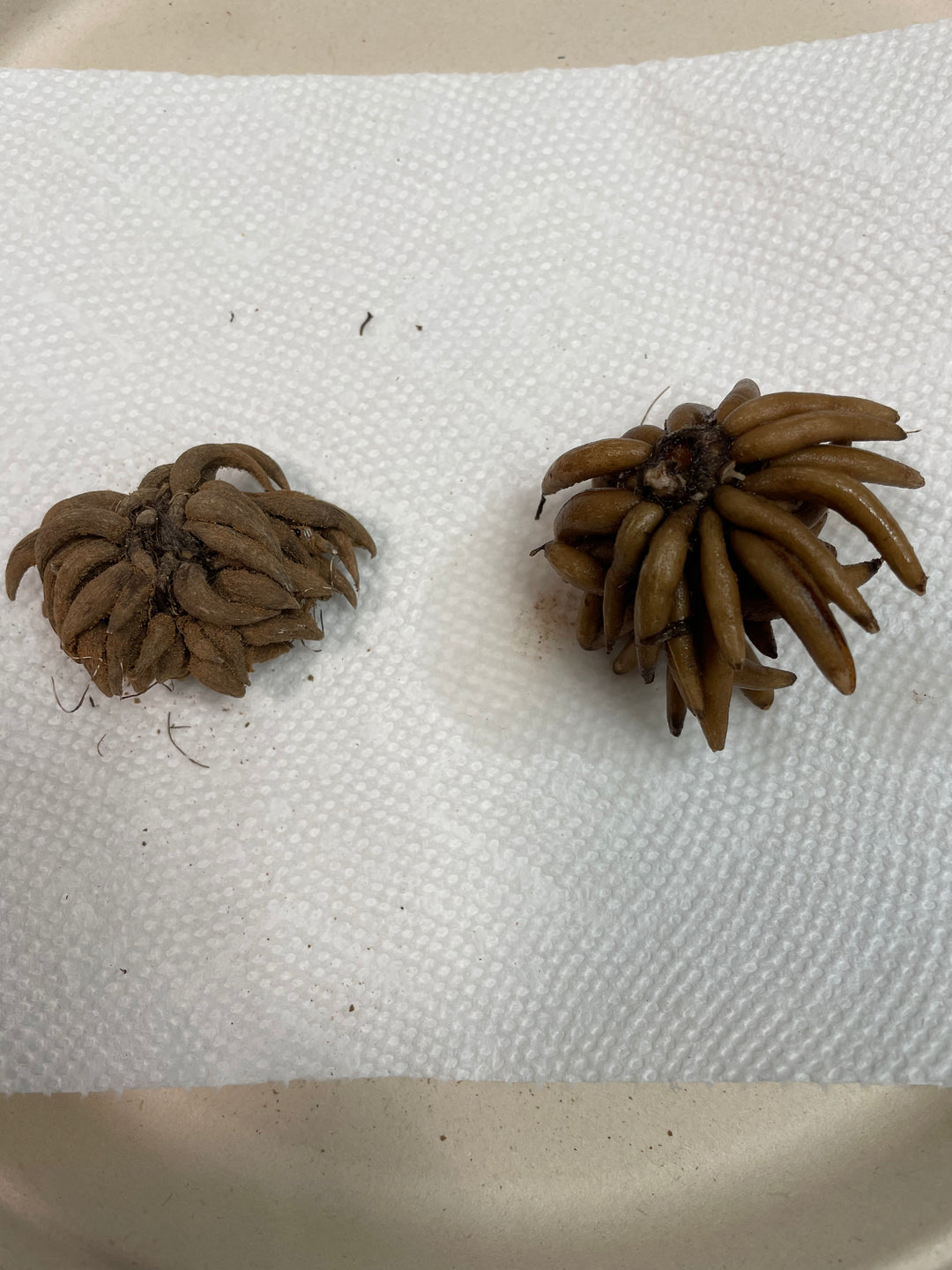 Amandine Ranunculus Corms soaked