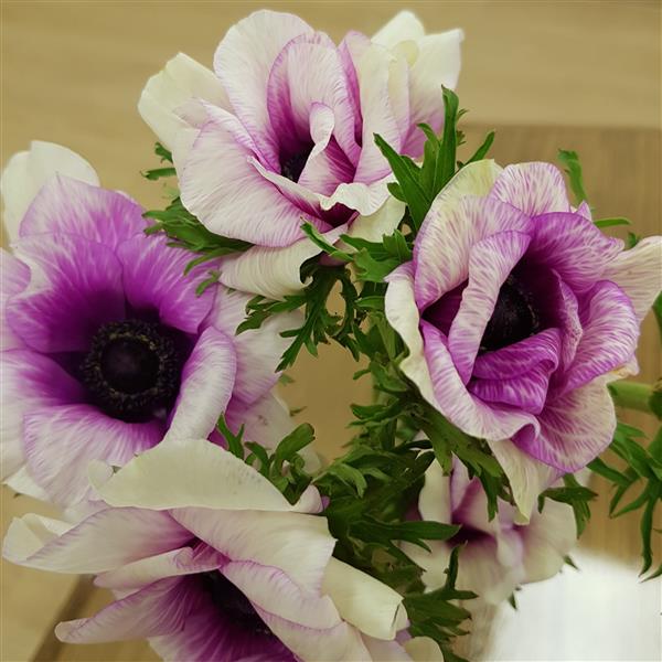 pastel violet rainbow anemone