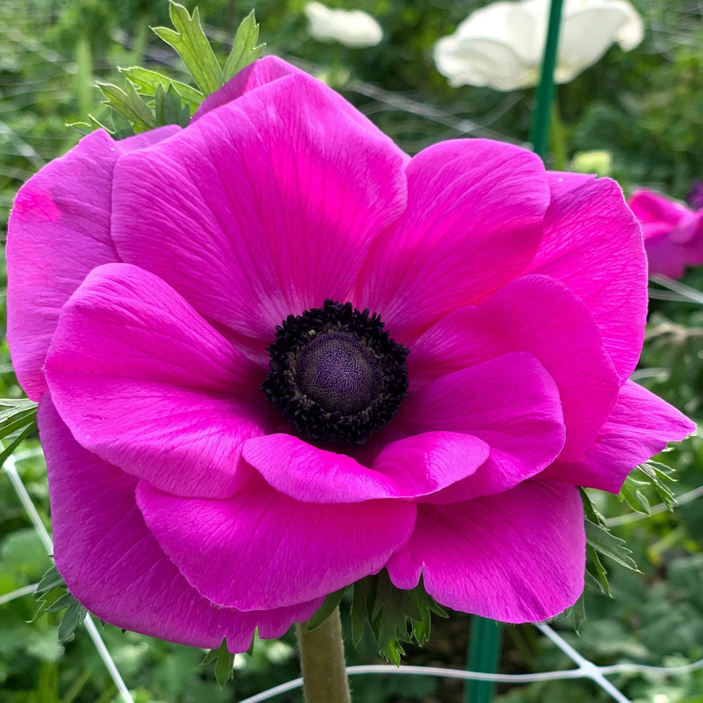 Anemone Mistral Plus Fuscia Pink