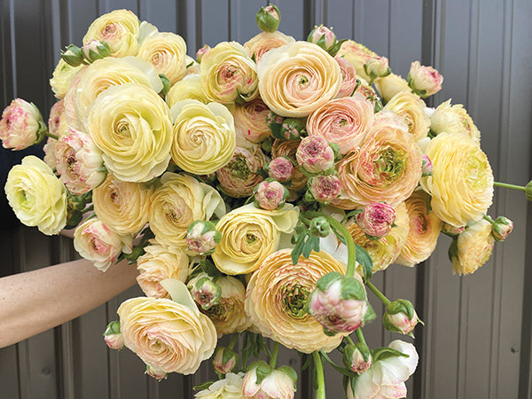 Romance Ranunculus Hydra