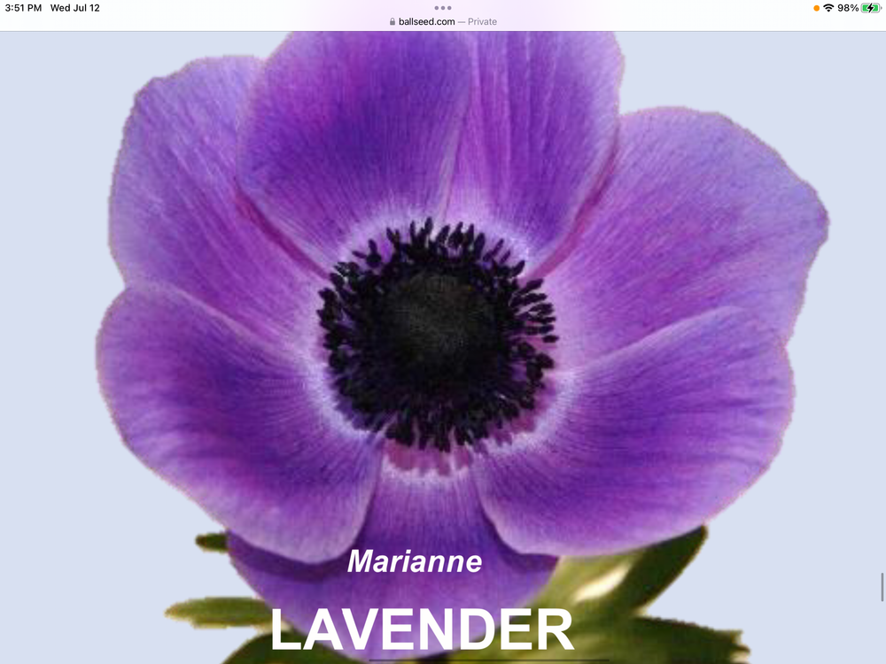 Marianne Lavender Anemone