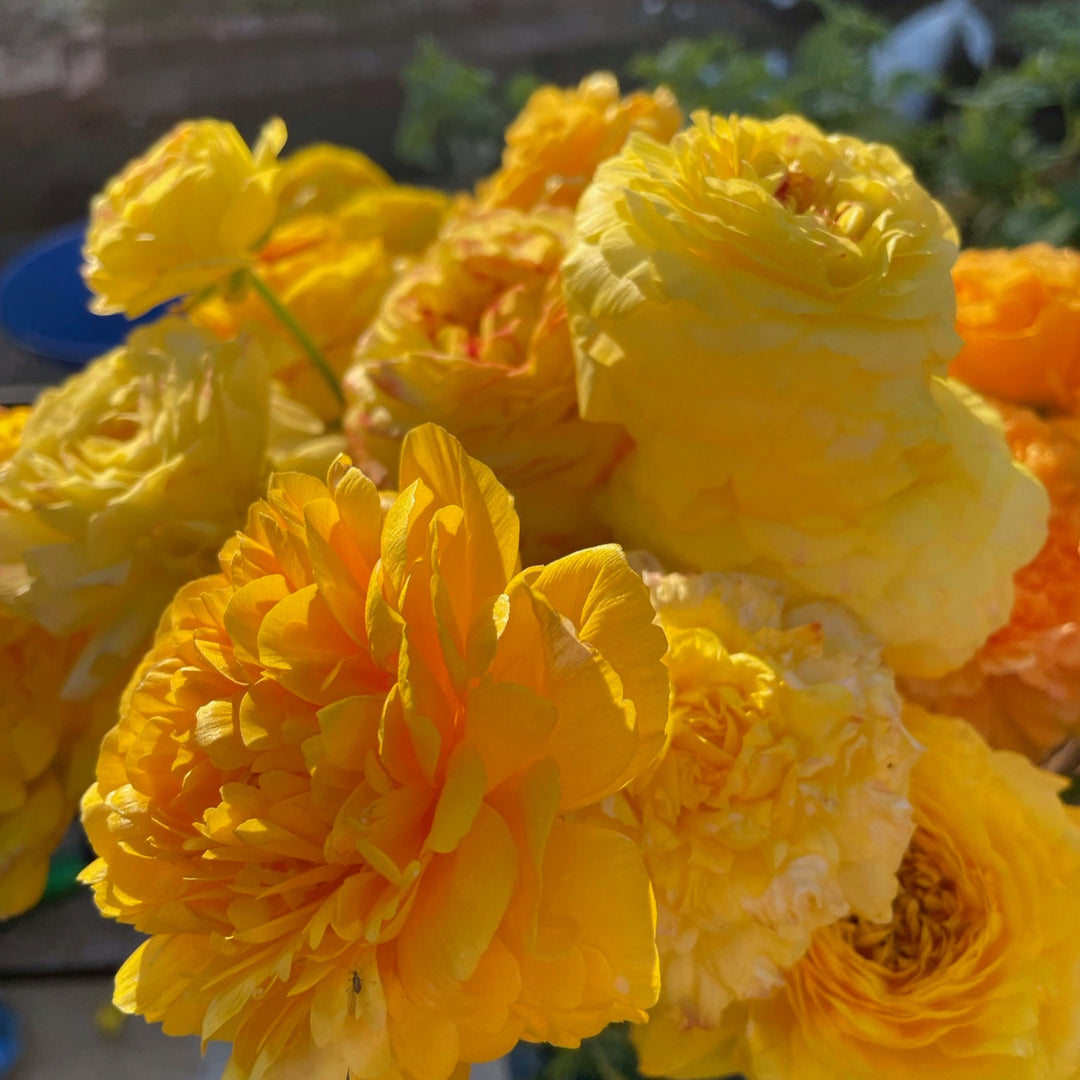 gold ranunculus half clone pergold corms for sale