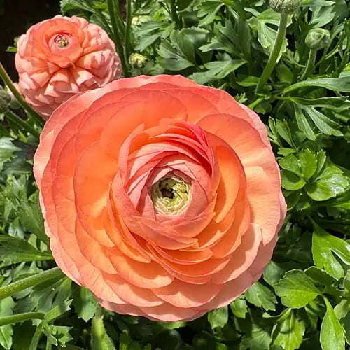 half clone tango ranunculus