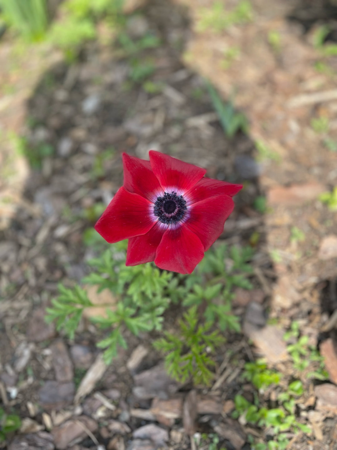 anemone Galilee Red