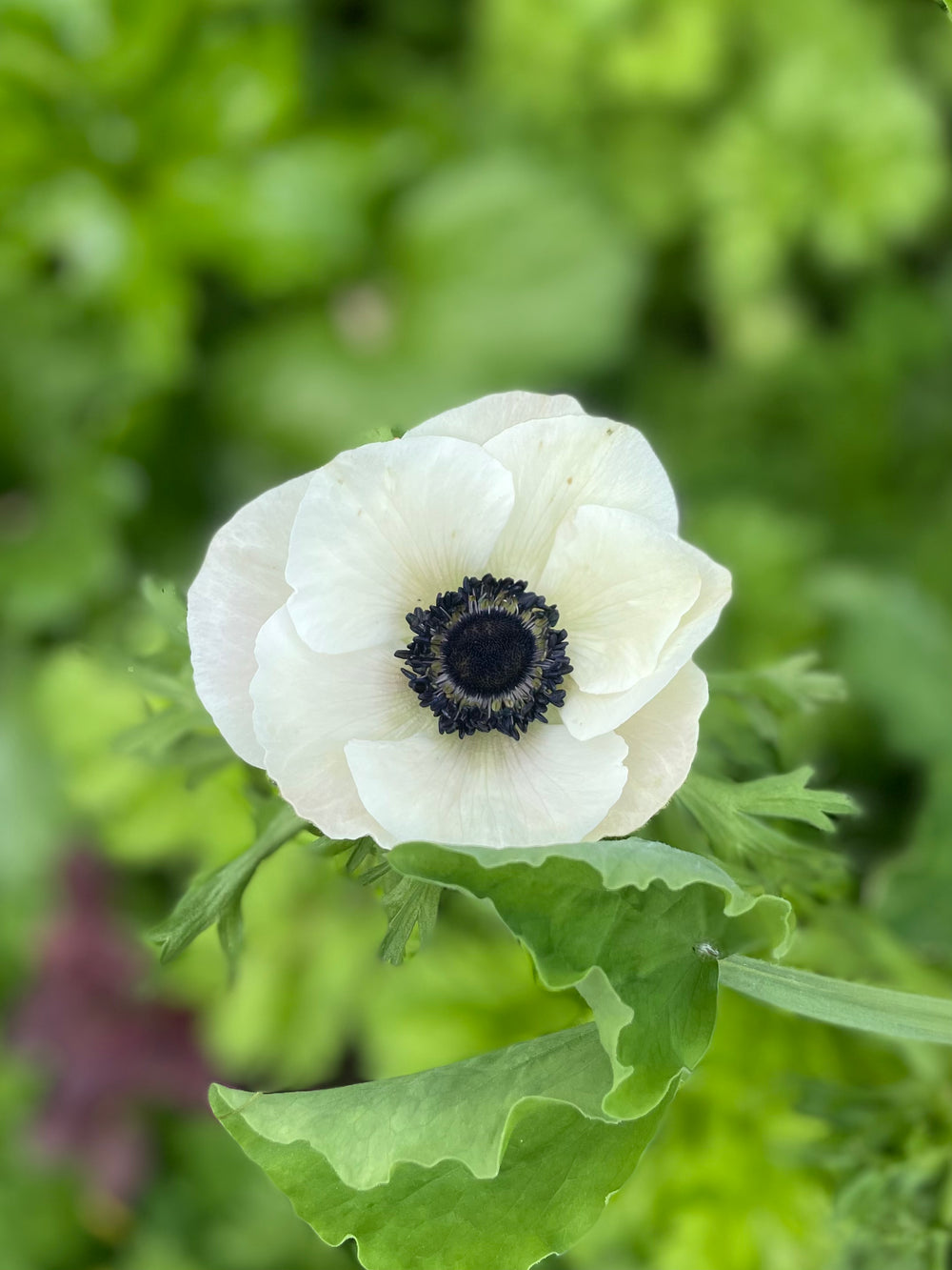 black and white Anemone Marianne