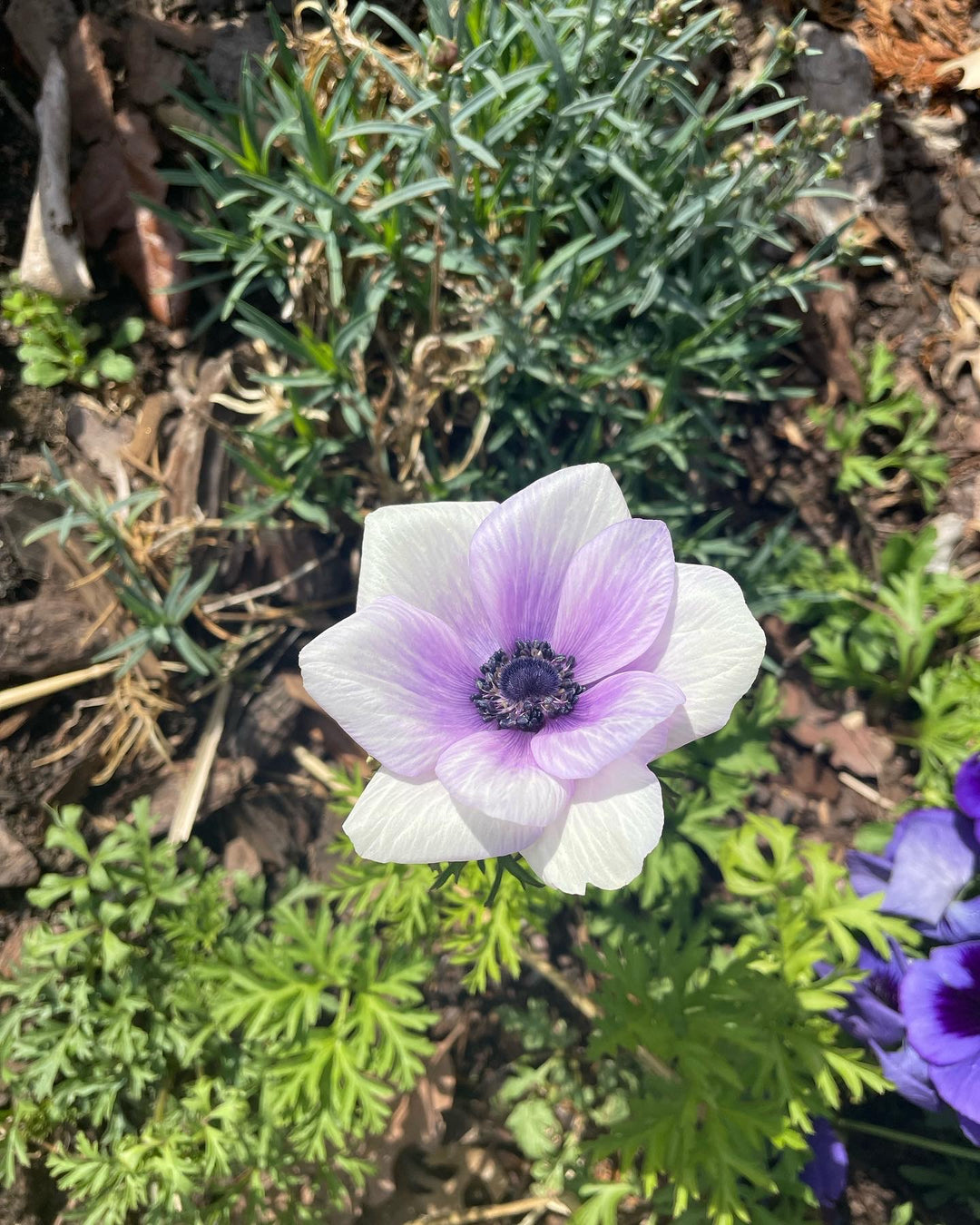 Single Azzuro Mistral Plus Anemone bloom. White edges with periwinkle center that fades to dark blue.