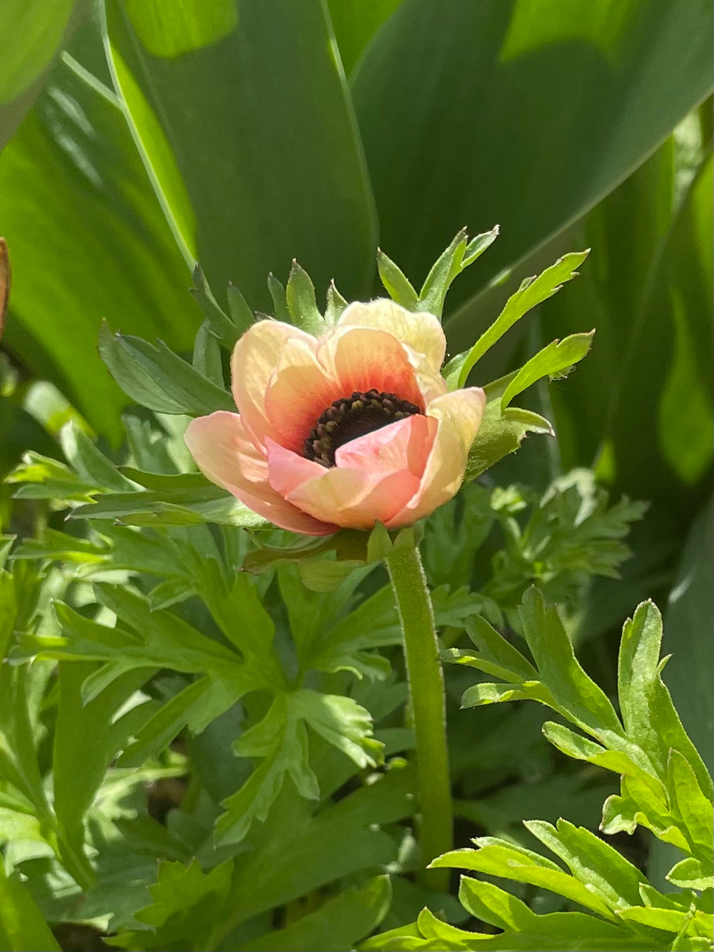 Anemone Mistral Plus Tigre