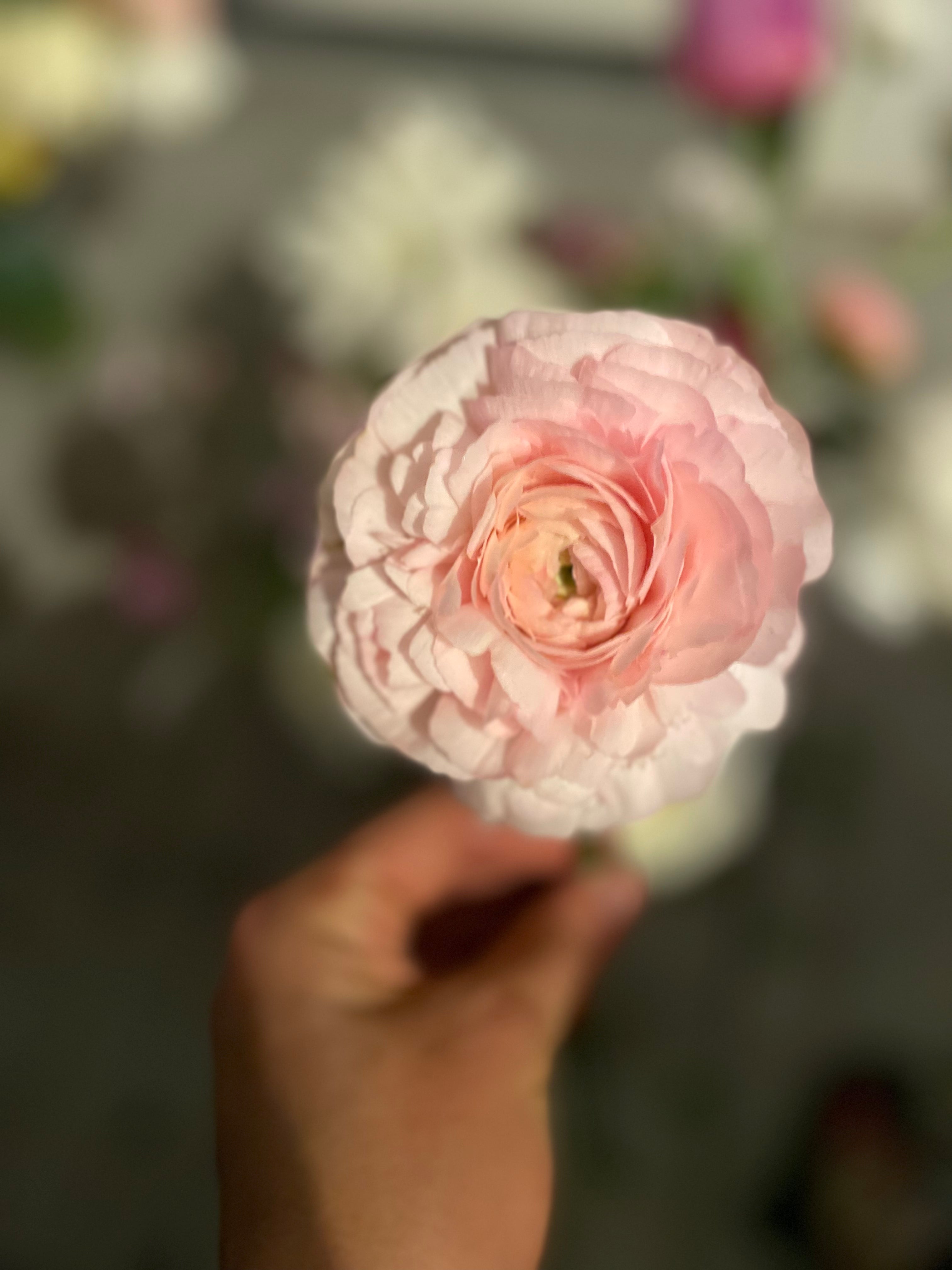 Ranunculus Success Cloni Pastello Rosa – The Happy Hour Flowers