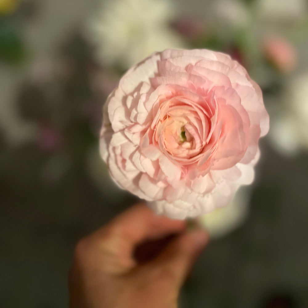 a person holding a pink flower in their hand