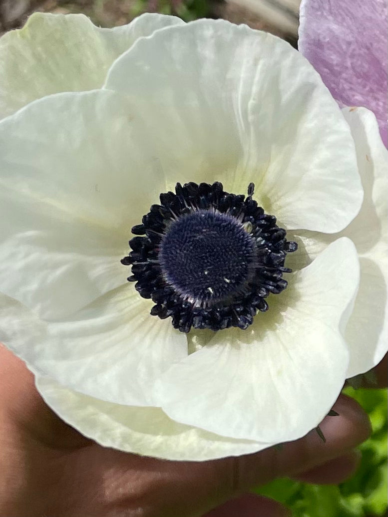 black and white Anemone Marianne