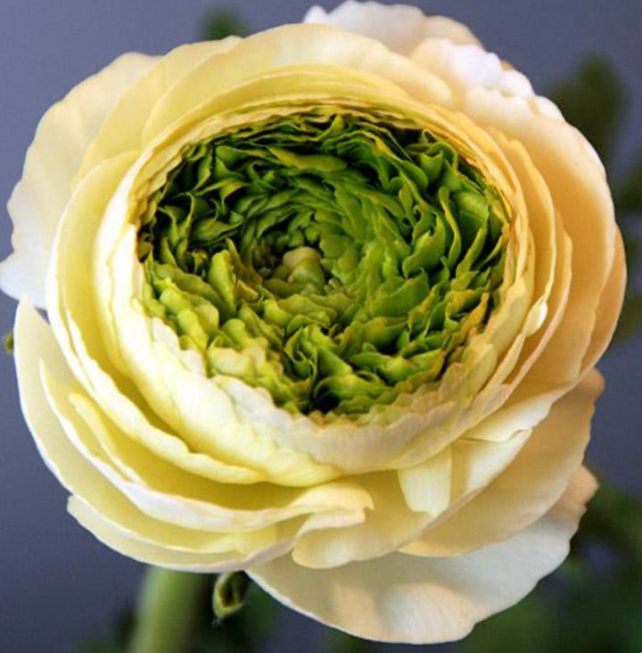 Super green Cream ranunculus
