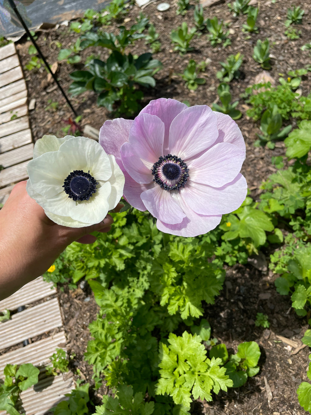 Anemone Mistral Plus Rarity
