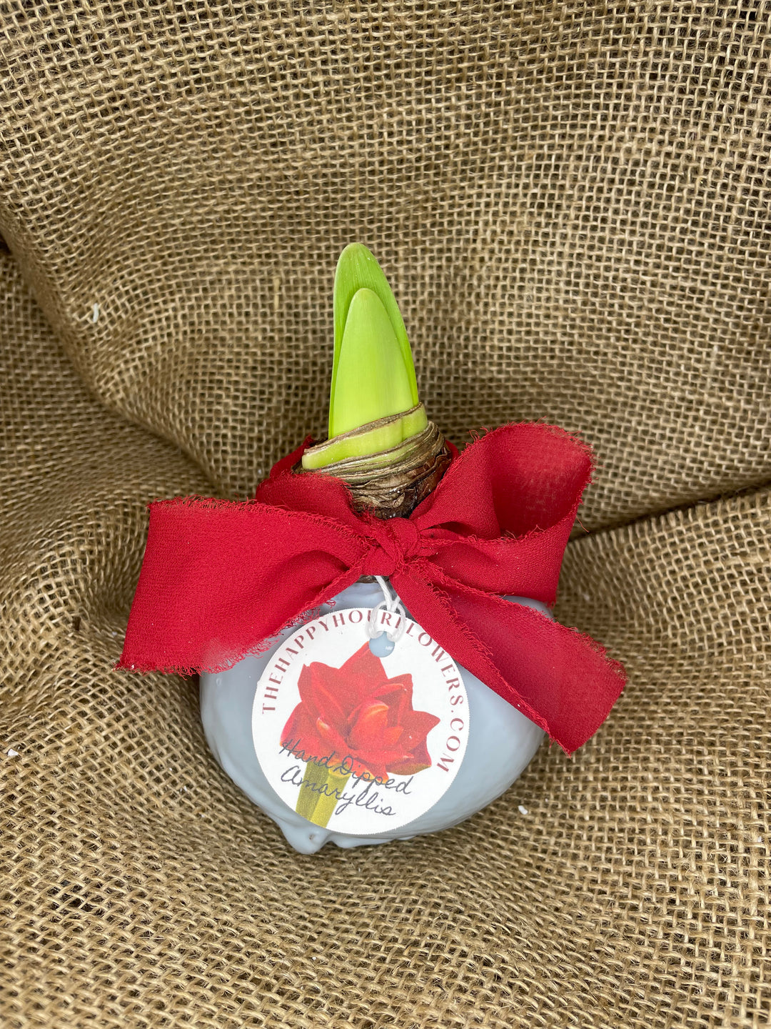 Cherry Nymph Amaryllis gift waxed bulb hand dipped