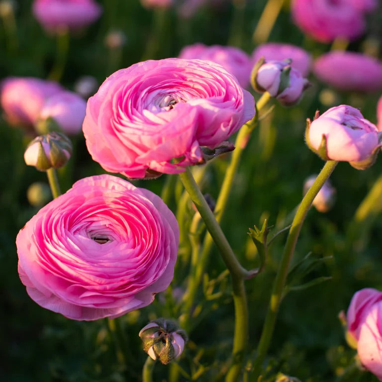 What’s the difference? Types of Ranunculus for your cutting garden ...