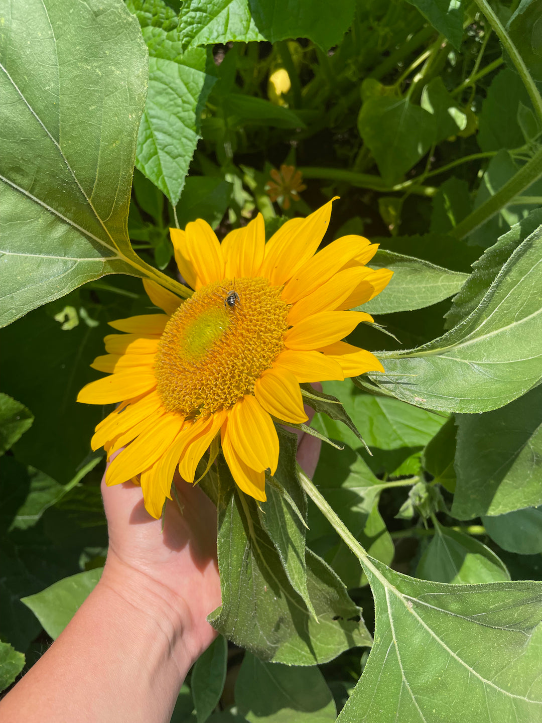 Plant Sunflowers all Summer!