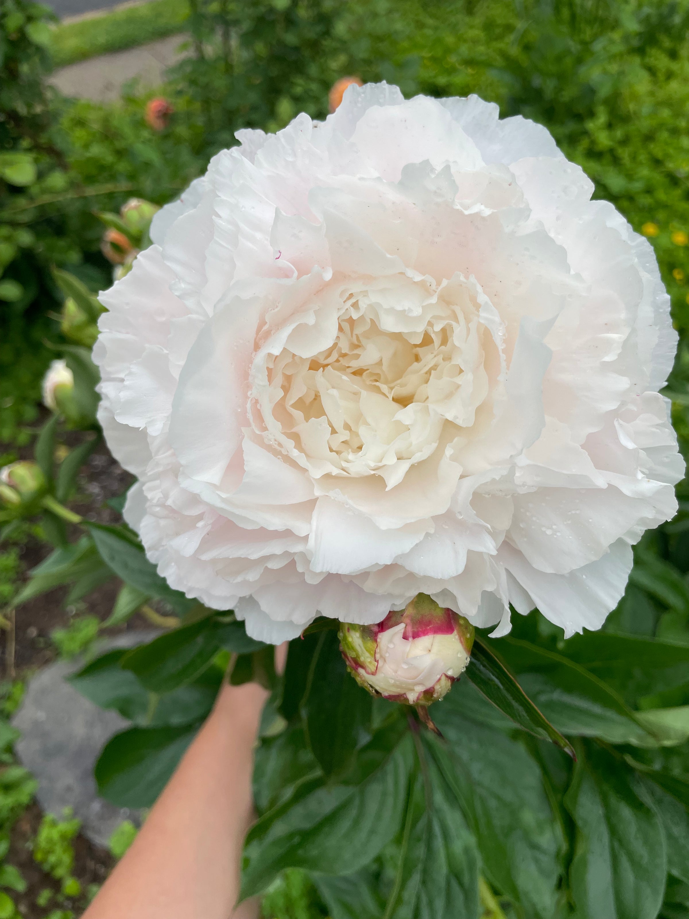 Madame Claude Bare Root Peony