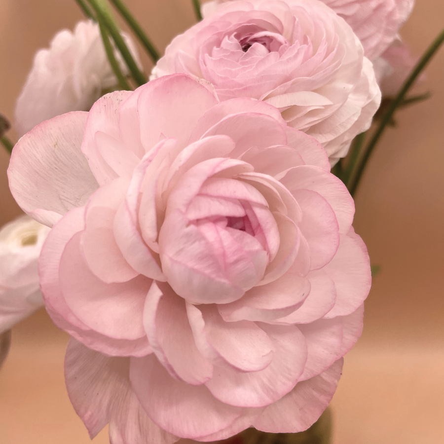 Ranunculus Corms for sale