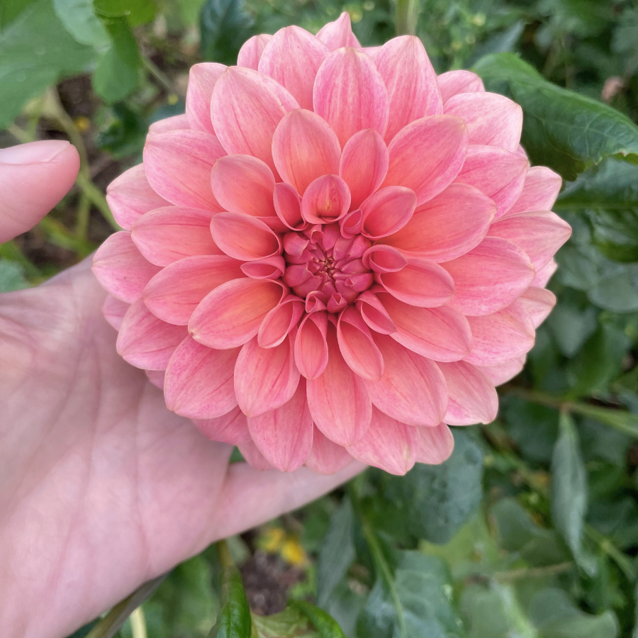 Sweet Sanne Dahlia