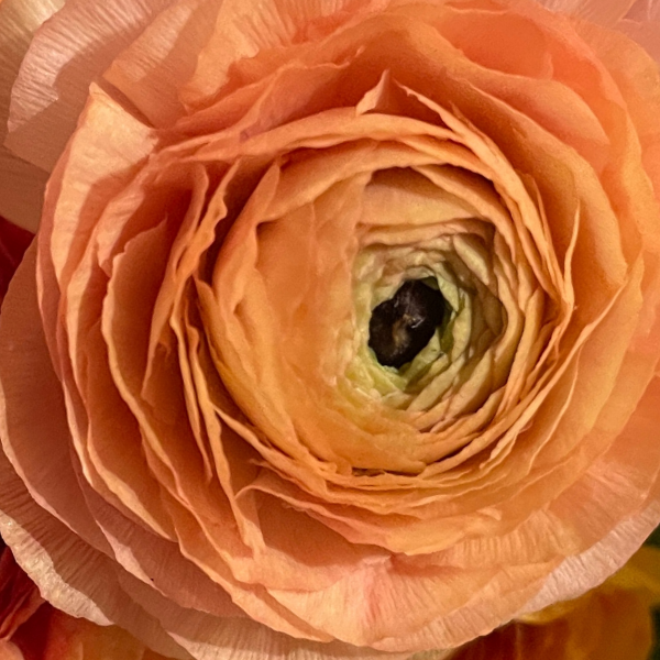 Peach clone ranunculus