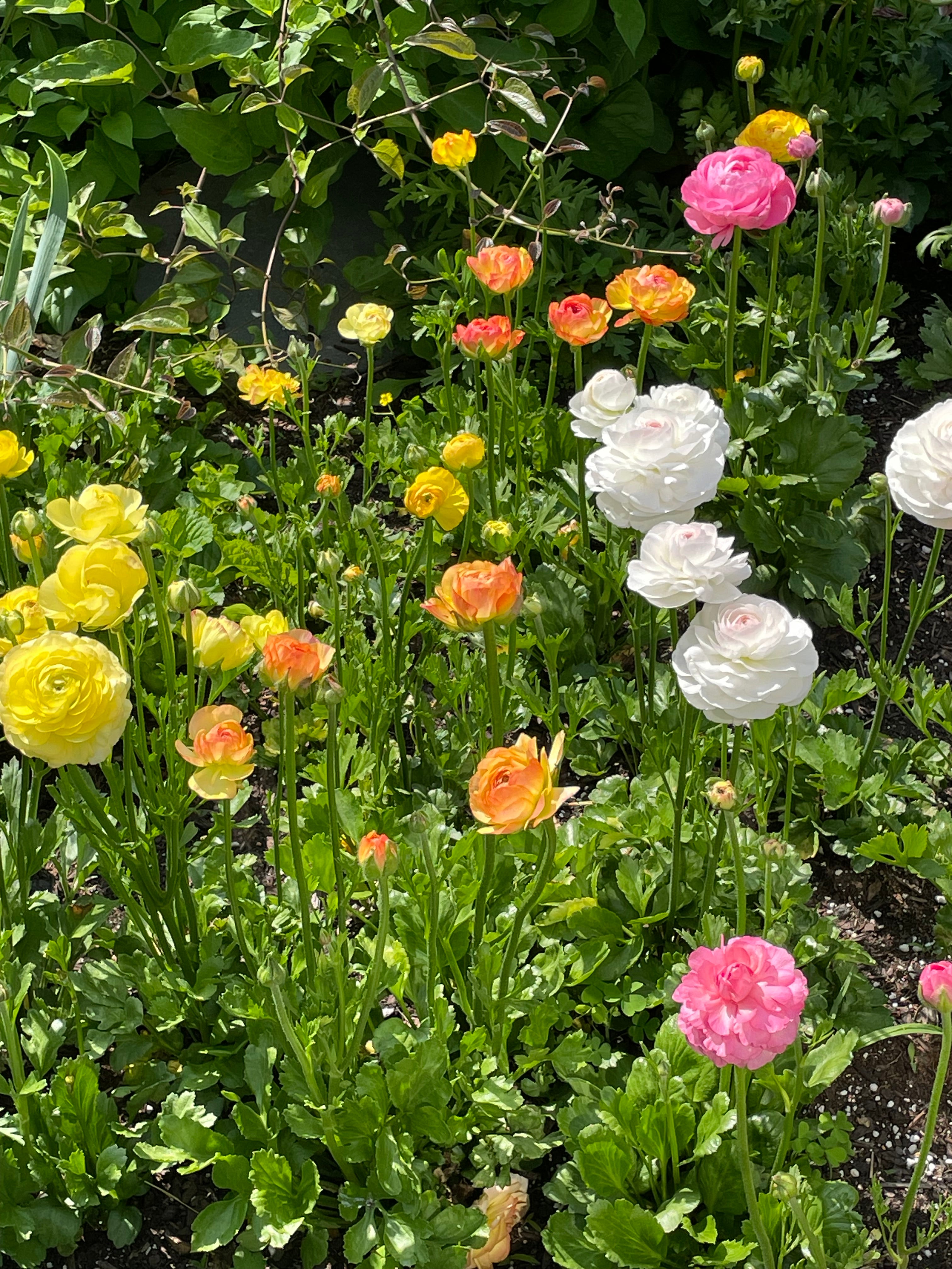 Elegance Ranunculus Corms - The Happy Hour Flowers