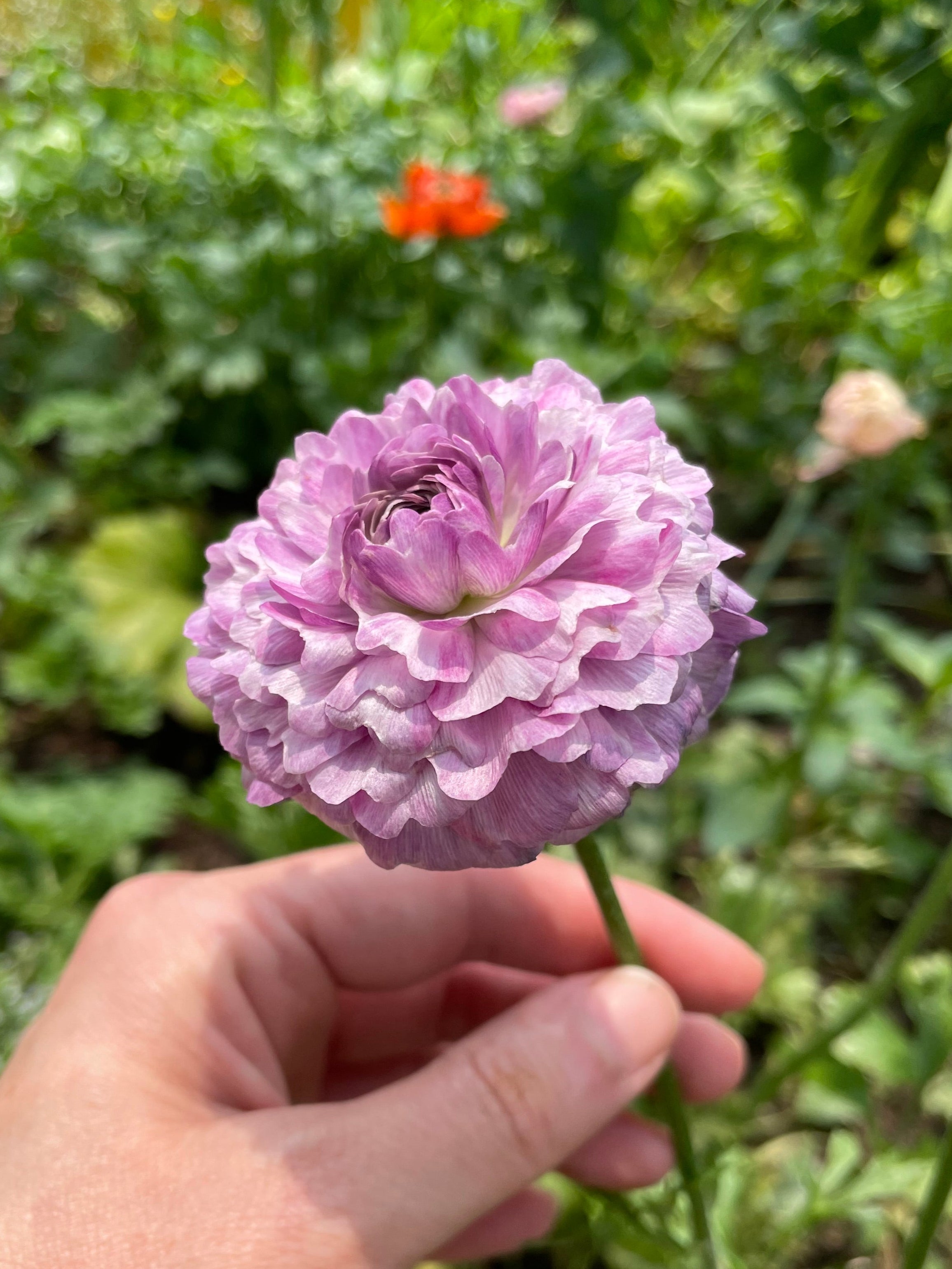 New Romance Ranunculus Varieties for sale