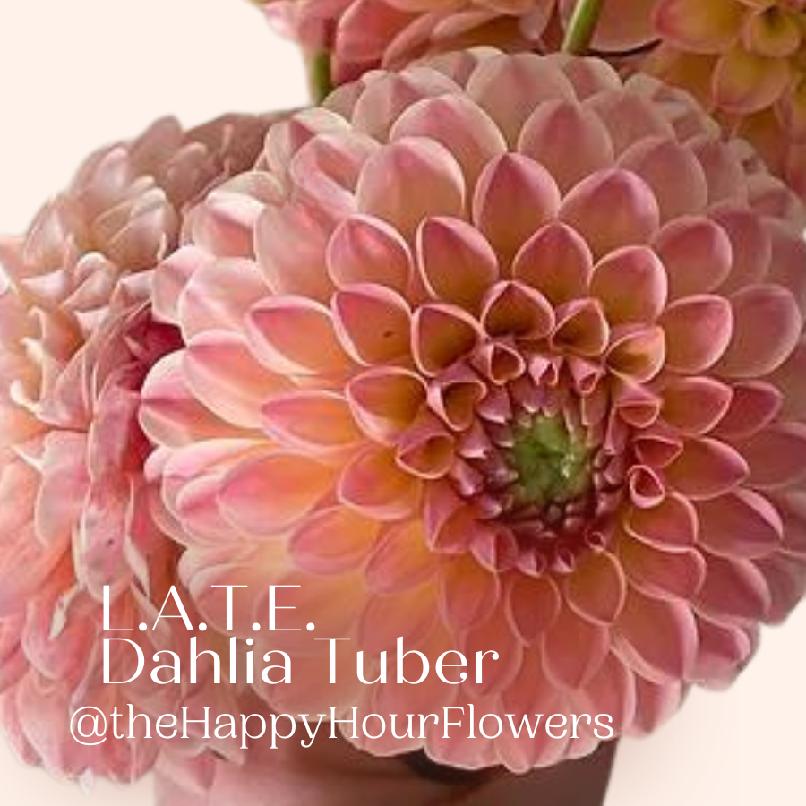 L.A.T.E Dahlia