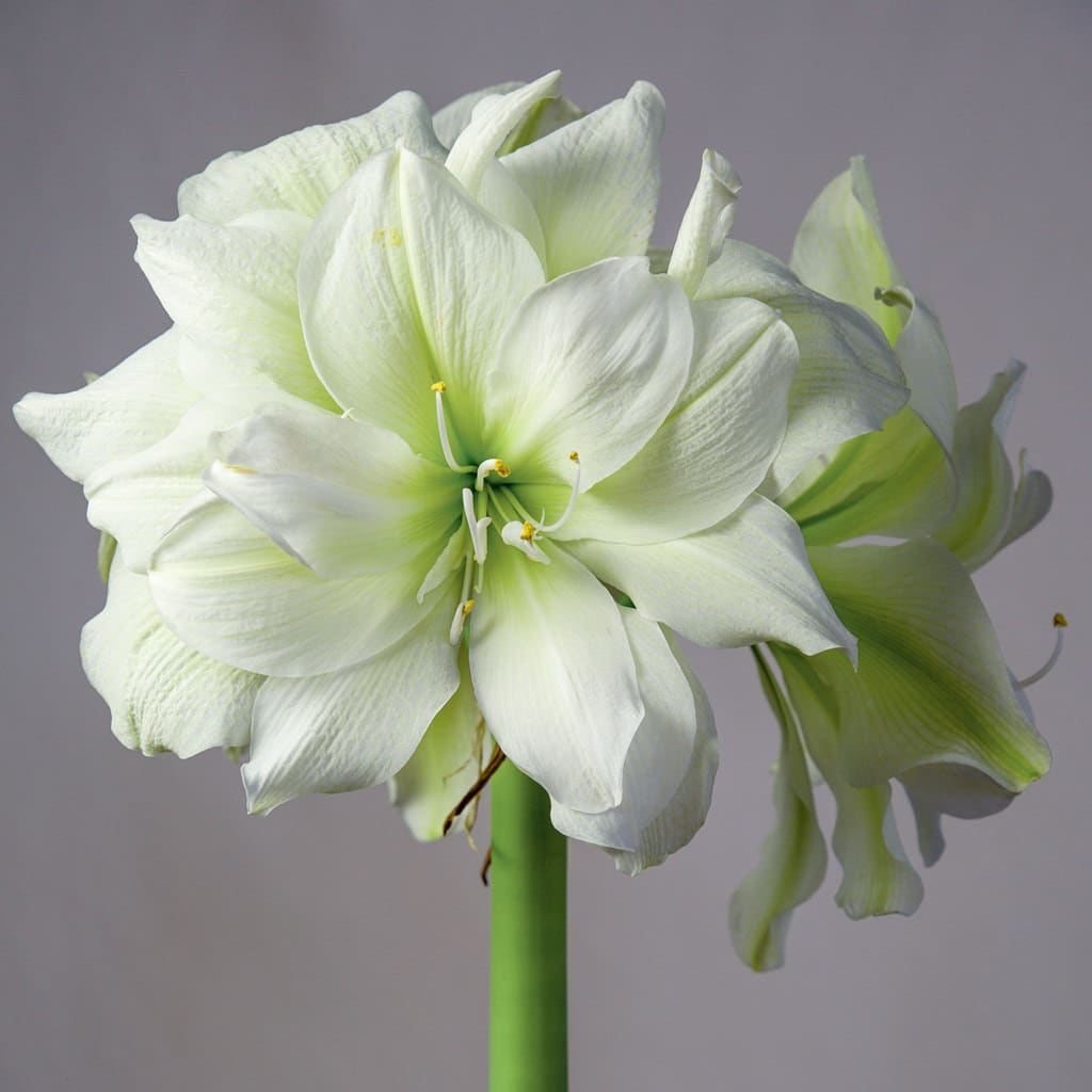 Amaryllis