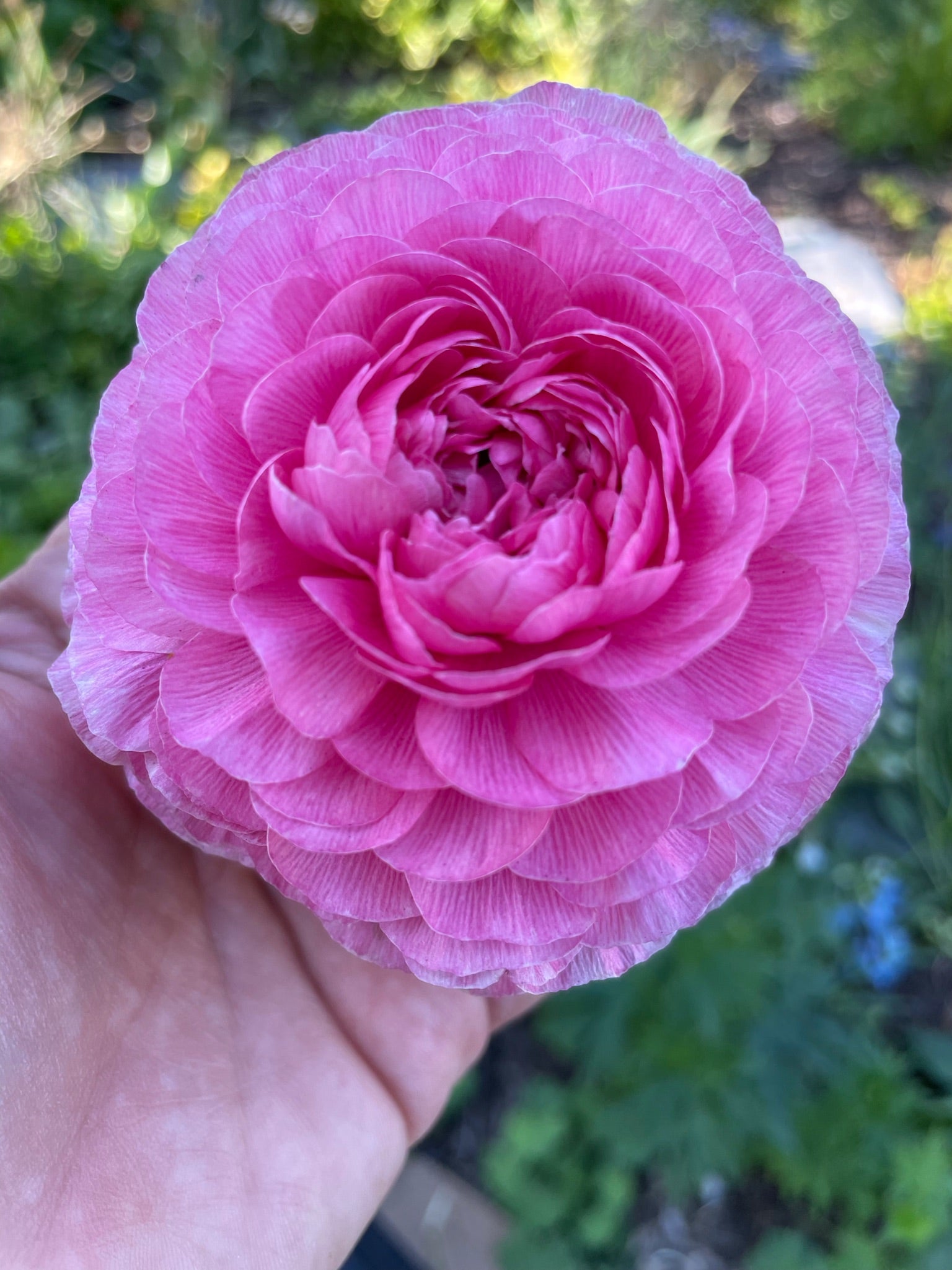 Clone Ranunculus