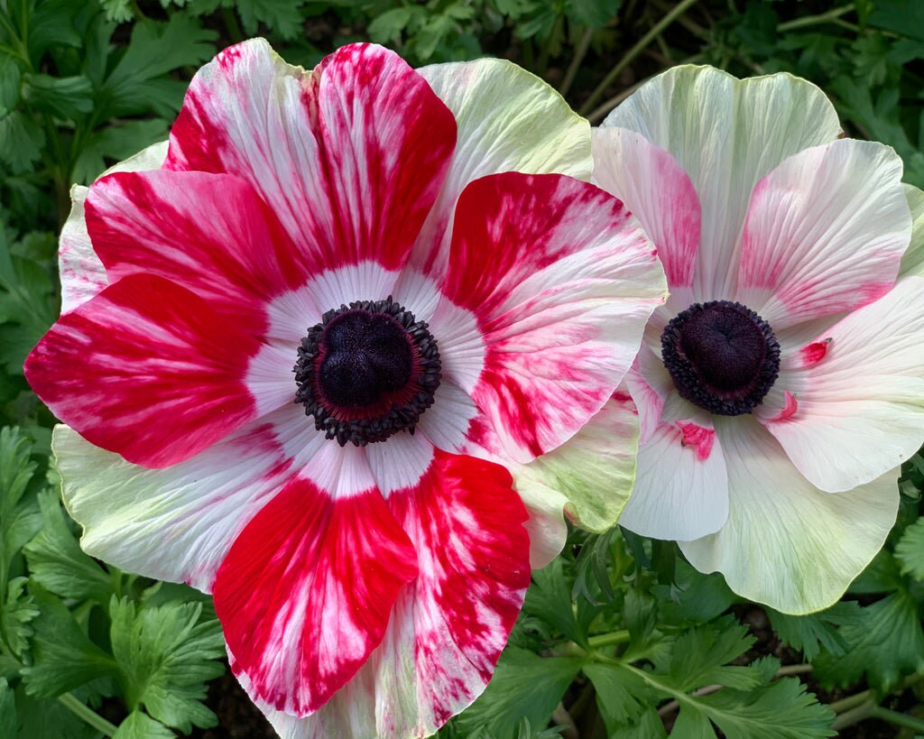 Tigré Anemone