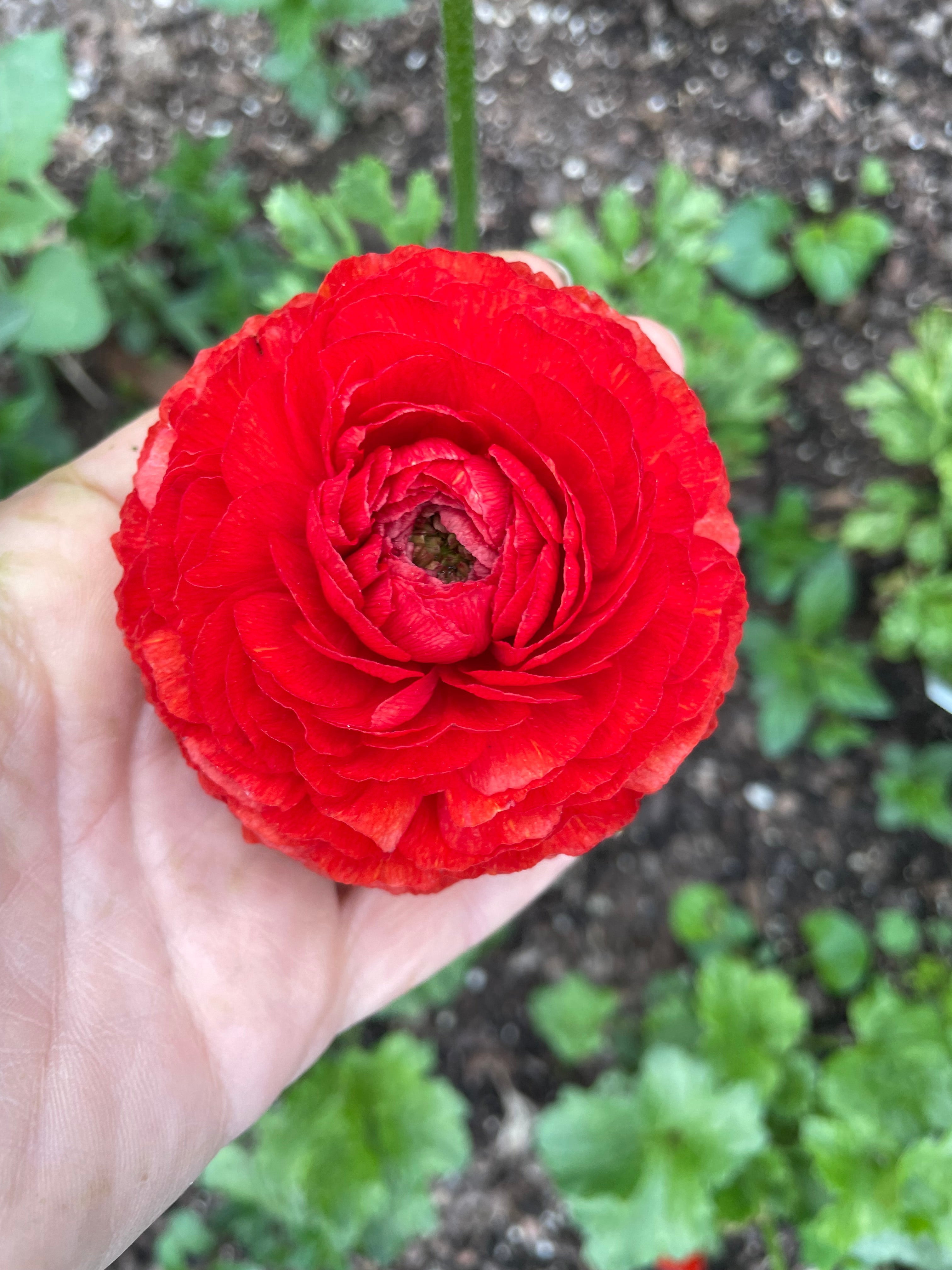 70s Ranunculus Romance Ranunculus Collection - The Happy Hour Flowers