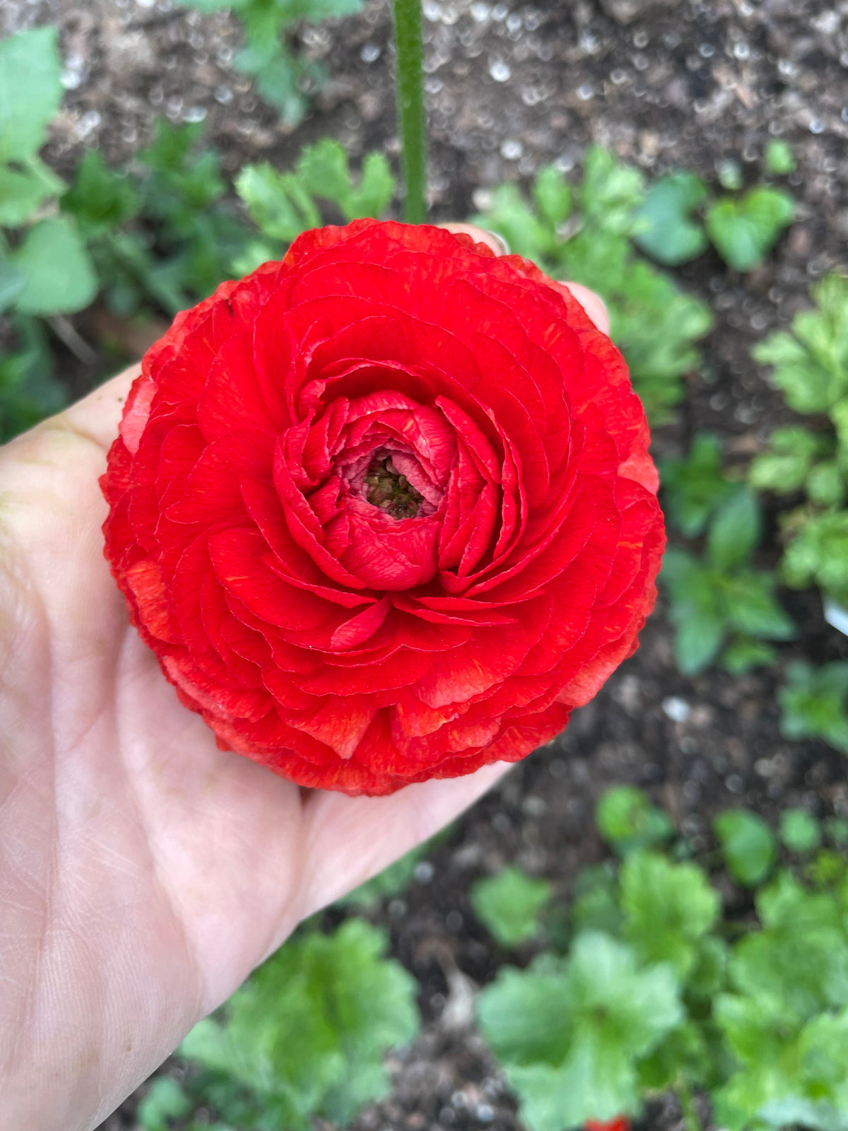 Ranunculus Roses Romeo Romance Ranunculus Collection - The Happy Hour Flowers