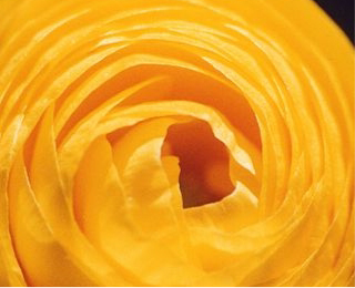 Gold Yellow Amandine Ranunculus corms for sale